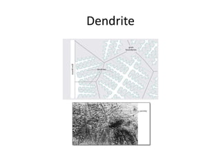 Dendrite
 