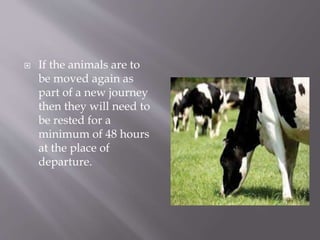Welfare of animal during transport | PPTX