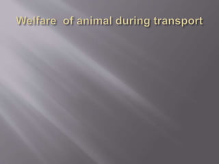 Welfare of animal during transport | PPTX
