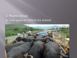 Welfare of animal during transport | PPTX