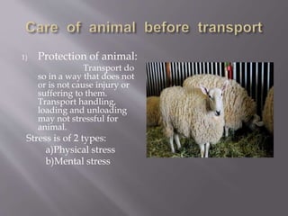 Animal welfare during transport: free moving animals