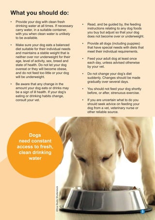View of Do Dogs Eating Habits Change