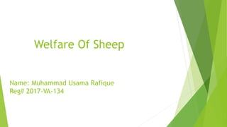 Welfare Of Sheep
Name: Muhammad Usama Rafique
Reg# 2017-VA-134
 