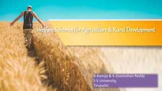 Welfare Schemes for Agriculture & Rural Development
B.Ramija & K.Sivamohan Reddy
S V University,
Tirupathi.
 