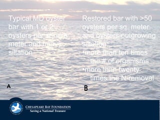 BBA
Typical MD oyster
bar with 1 or 2
oysters per square
meter and heavy
siltation
Restored bar with >50
oysters per sq. meter
and oysters outgrowing
siltation:
•more than ten times
the # of organisms
•more than twenty
times the N-removal
 