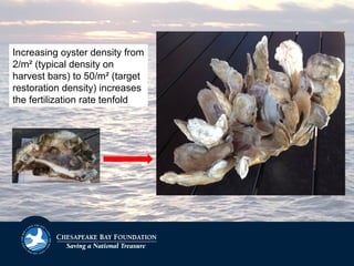 Increasing oyster density from
2/m² (typical density on
harvest bars) to 50/m² (target
restoration density) increases
the fertilization rate tenfold
 