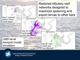 Restored tributary reef
networks designed to
maximize spawning and
export larvae to other bars
UMD larval
transport model
simulation
Day 1: restored
reefs in Harris
Creek spawn
Day 15: larvae
have spread
miles with the tide
Day 27: bars
where spat
have attached
 