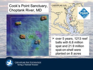  over 5 years, 1213 reef
balls with 6.8 million
spat and 21.9 million
spat-on-shell were
planted on 8 acres
Cook’s Point Sanctuary,
Choptank River, MD
 