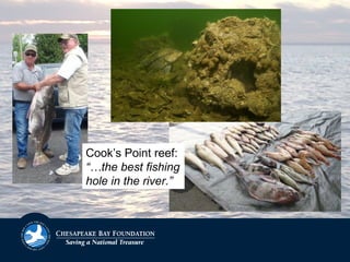 Cook’s Point reef:
“…the best fishing
hole in the river.”
 