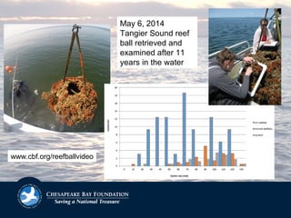 May 6, 2014
Tangier Sound reef
ball retrieved and
examined after 11
years in the water
www.cbf.org/reefballvideo
 