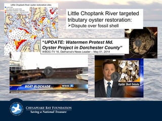 “UPDATE: Watermen Protest Md.
Oyster Project in Dorchester County”
WBOC-TV 16, Delmarva's News Leader – May 01, 2014
Little Choptank River targeted
tributary oyster restoration:
Dispute over fossil shell
 