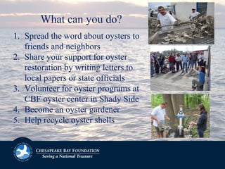 What can you do?
1. Spread the word about oysters to
friends and neighbors
2. Share your support for oyster
restoration by writing letters to
local papers or state officials
3. Volunteer for oyster programs at
CBF oyster center in Shady Side
4. Become an oyster gardener
5. Help recycle oyster shells
 