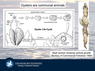 Oysters are communal animals
Reef section showing vertical growth
(Bureau of Commercial Fisheries 1964)
 
