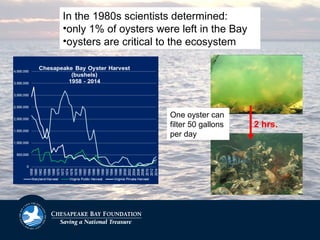 2 hrs.
In the 1980s scientists determined:
•only 1% of oysters were left in the Bay
•oysters are critical to the ecosystem
One oyster can
filter 50 gallons
per day
 
