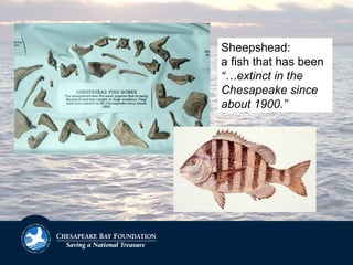 Sheepshead:
a fish that has been
“…extinct in the
Chesapeake since
about 1900.”
 
