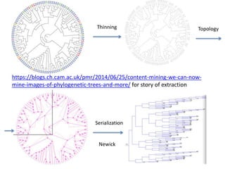 https://blogs.ch.cam.ac.uk/pmr/2014/06/25/content-mining-we-can-now-
mine-images-of-phylogenetic-trees-and-more/ for story of extraction
Thinning Topology
Serialization
Newick
 