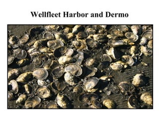 Wellfleet Harbor and Dermo PICTURE AND NOTES 