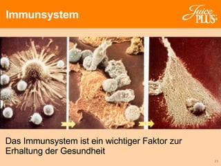 Immunsystem Das Immunsystem ist ein wichtiger Faktor zur Erhaltung der Gesundheit 