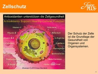 Zellschutz Der Schutz der Zelle ist die Grundlage der Gesundheit von Organen und Organsystemen. Antioxidantien unterstützen die Zellgesundheit 