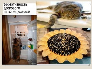 ЭФФЕКТИВНОСТЬ ЗДОРОВОГО  ПИТАНИЯ  доказана! 