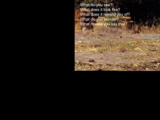 What do you see?
What does it look like?
What does it remind you of?
What do you wonder?
What makes you say that?
 