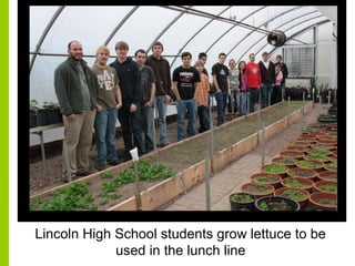 Lincoln High School students grow lettuce to be
used in the lunch line
 