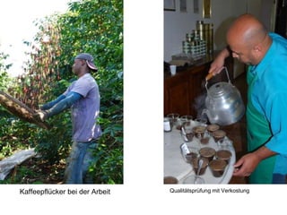 Kaffeepflücker bei der Arbeit Qualitätsprüfung mit Verkostung
 