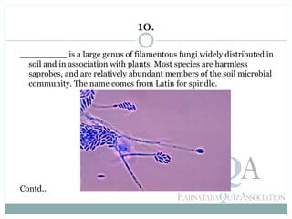 _________ is a large genus of filamentous fungi widely distributed in
soil and in association with plants. Most species are harmless
saprobes, and are relatively abundant members of the soil microbial
community. The name comes from Latin for spindle.
Contd..
10.
 