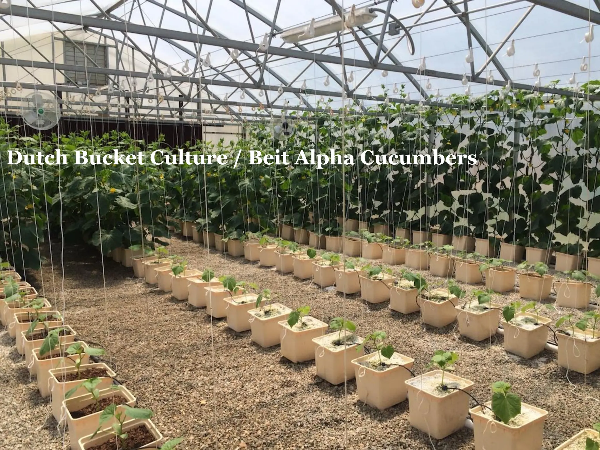 AU Approach
 Focus on commercialization of technology.
 Increase nitrification
 Decouple fish and plant production.
 Spread nitrate-rich water to large population of
plants = $$$
Dutch Bucket Culture / Beit Alpha Cucumbers
 
