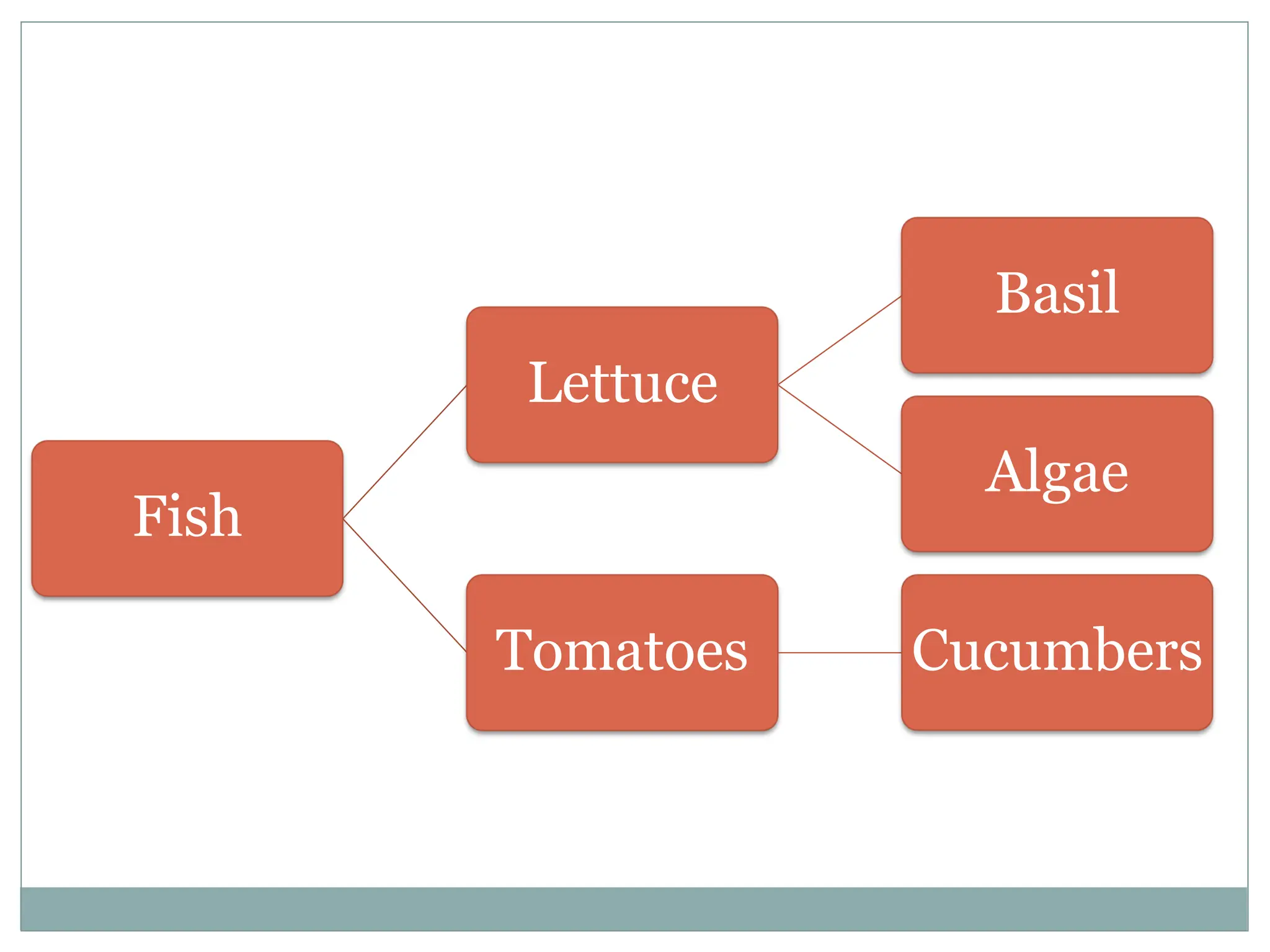 Fish
Lettuce
Basil
Algae
Tomatoes Cucumbers
 