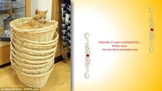 Adoralbe 17 years Cathedral Cat ...
Mister Louis
He lives there and takes care
 