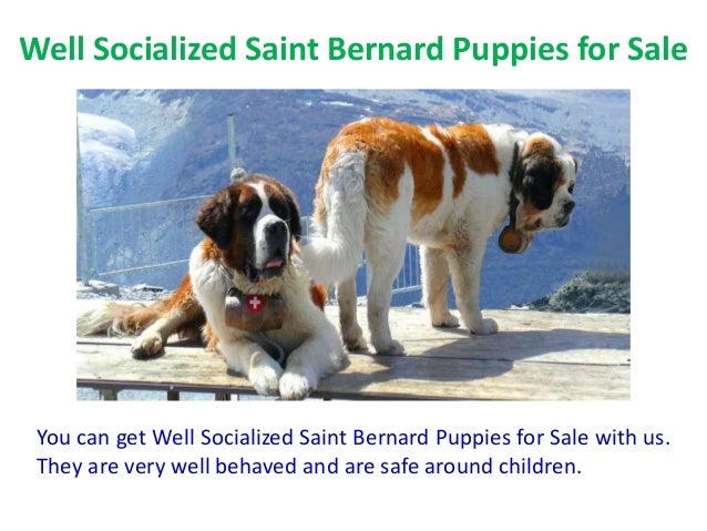 saint bernard puppies for sale near me