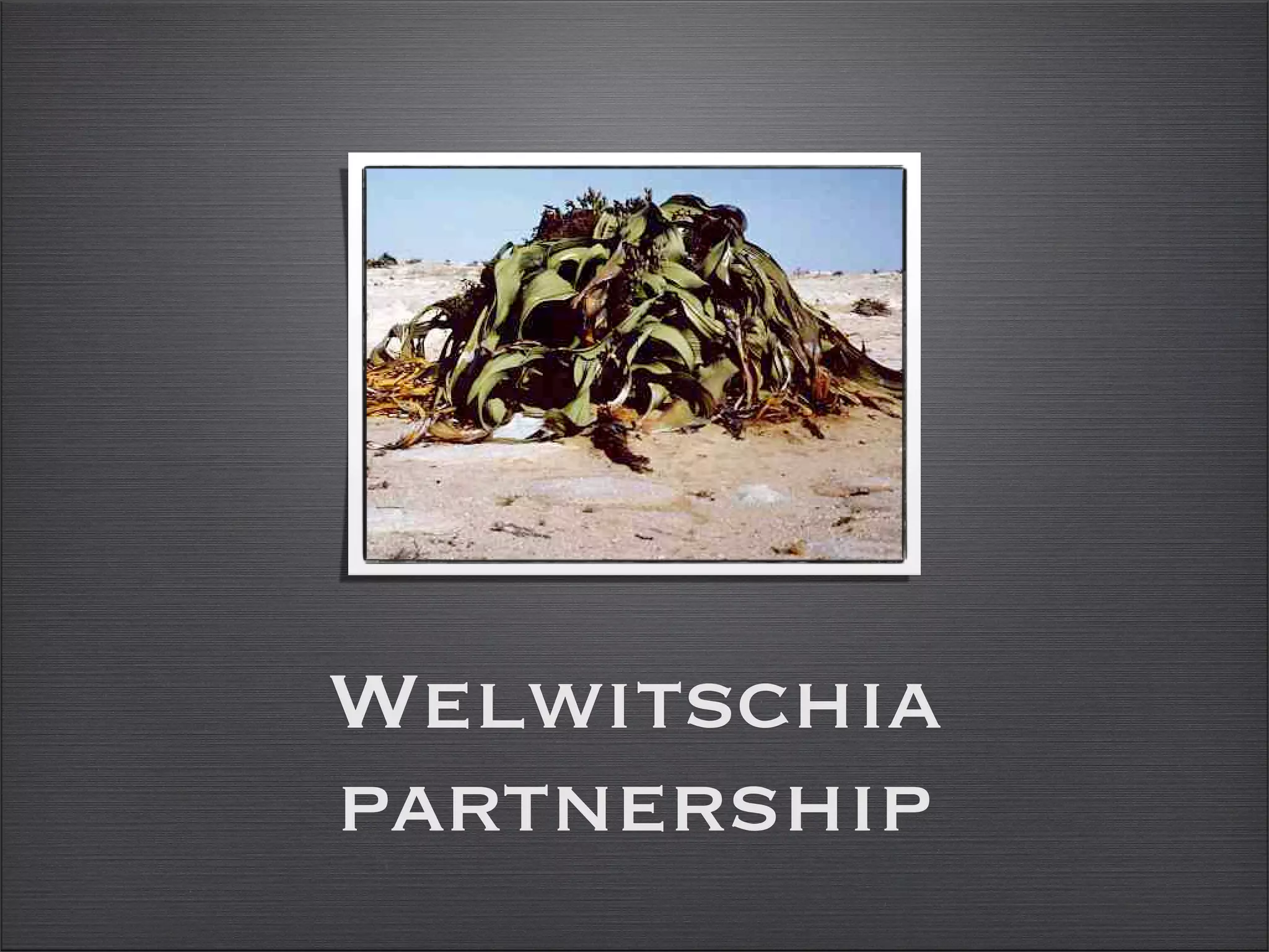 Welwitschia Partnership