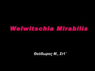 Welwitschia Mirabilis Θεόδωρος Μ., Στ1΄ 
