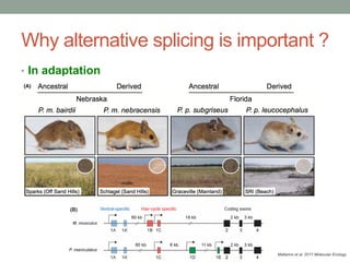 Wenbin Mei: The cause and consequence of alternative splicing in maize ...