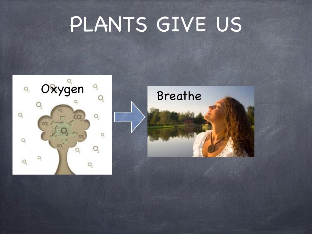 How Much Oxygen Do Trees Give Off at Rafael Finlayson blog
