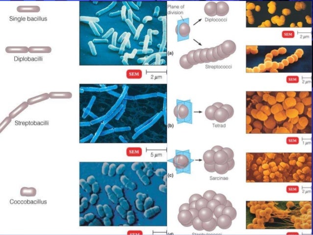 Taxonomy of Bacteria by BadShah