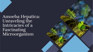 Amoeba Hepatica:
Unraveling the
Intricacies of a
Fascinating
Microorganism
Amoeba Hepatica:
Unraveling the
Intricacies of a
Fascinating
Microorganism
 