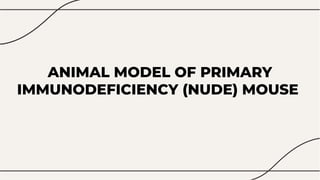 ANIMAL MODEL OF PRIMARY
IMMUNODEFICIENCY (NUDE) MOUSE
 