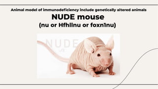 wepik-exploring-the-nude-mouse-an-animal-model-for-primary