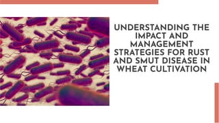 UNDERSTANDING THE
IMPACT AND
MANAGEMENT
STRATEGIES FOR RUST
AND SMUT DISEASE IN
WHEAT CULTIVATION
 