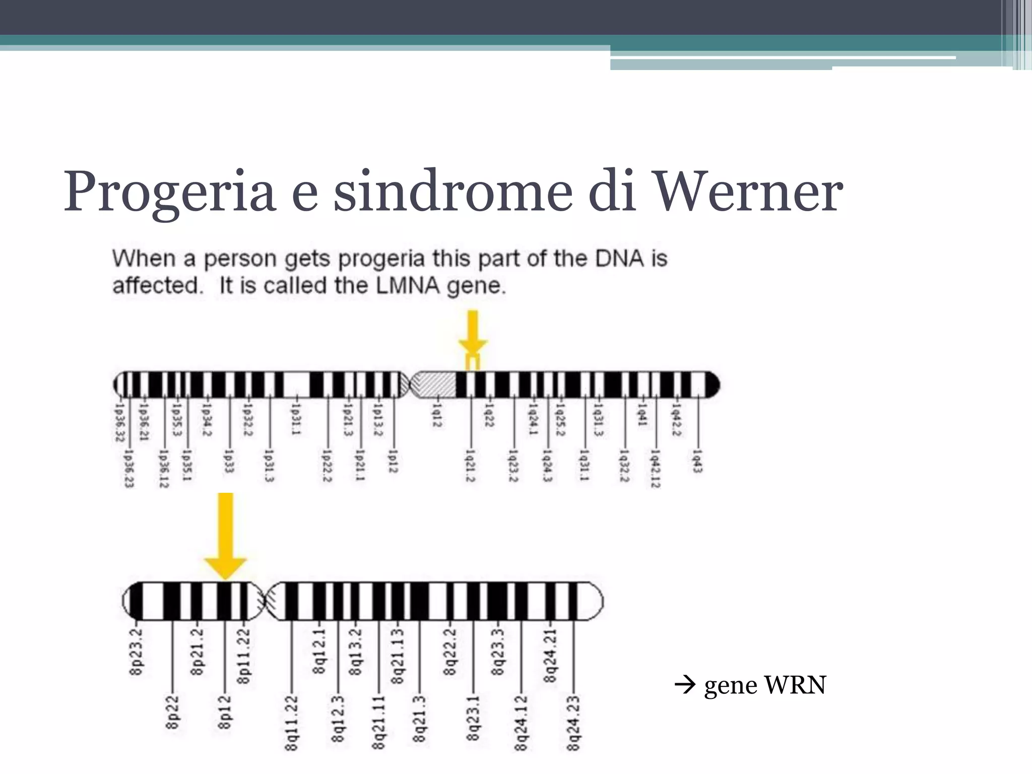 Sindrome di WERNER | PPTX