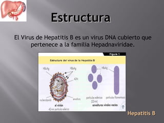 Estructura
El Virus de Hepatitis B es un virus DNA cubierto que
pertenece a la familia Hepadnaviridae.

Hepatitis B

 