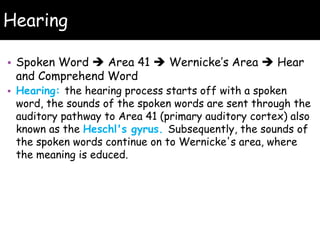 Hearing
• Spoken Word  Area 41  Wernicke’s Area  Hear
and Comprehend Word
• Hearing: the hearing process starts off with a spoken
word, the sounds of the spoken words are sent through the
auditory pathway to Area 41 (primary auditory cortex) also
known as the Heschl's gyrus. Subsequently, the sounds of
the spoken words continue on to Wernicke's area, where
the meaning is educed.
 