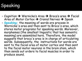 Speaking
• Cognition  Wernicke’s Area  Broca’s area  Facial
Area of Motor Cortex  Cranial Nerves  Speak
• Speaking: the meaning of words are process in
Wernicke's area and then sent to Broca's area, which
stores motor programs for speaking words. Moreover,
morphemes (the smallest linguistic that has sementic
meaning) are assembled here. Therefore, the model
suggests that broca's area is in charge of articulating
words. Subsequently, the instructions for words are
sent to the facial area of motor cortex and then sent
to the facial motor neurons in the brain stem, which
then sends out orders to facial muscles in order to
produce sound.
 