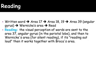 Reading
• Written word  Area 17  Area 18, 19  Area 39 (angular
gyrus)  Wernicke’s area  Read
• Reading: the visual perception of words are sent to the
area 37, angular gyrus (in the parietal lobe), and then to
Wernicke's area (for silent reading), if its "reading out
loud" then it works together with Broca's area.
 