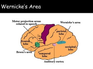 Wernicke’s Area
 