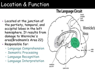 Location & Function
• Located at the junction of
the partiety, temporal, and
occipital lobes in the left
hemisphere. It results from
damage to Wernicke's
area(Brodmann’s Area 22)
• Responsible for:
▫ Language Comprehension
▫ Semantic Processing
▫ Language Recognition
▫ Language Interpretation
 