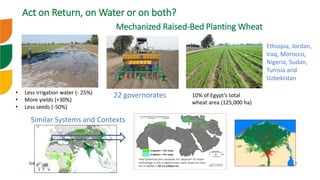 icarda.org 3
Act on Return, on Water or on both?
Mechanized Raised-Bed Planting Wheat
22 governorates 10% of Egypt’s total...
