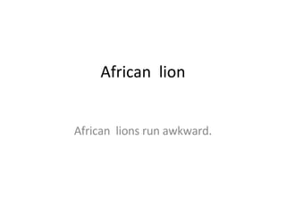 African  lion African  lions run awkward. 